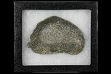 Pyritized, Polished Iguanodon Bone - Isle Of Wight #131196-2